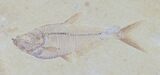 Multiple Diplomystus Fossil Fish Plate - Wyoming #32744-3